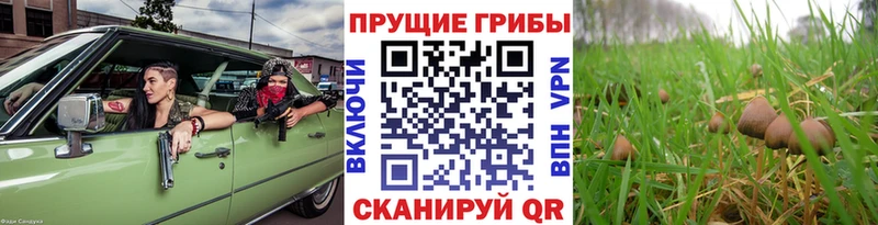 наркота Суровикино Псилоцибиновые грибы Psilocybine cubensis